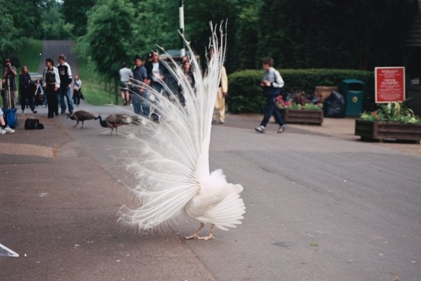 Feather me White